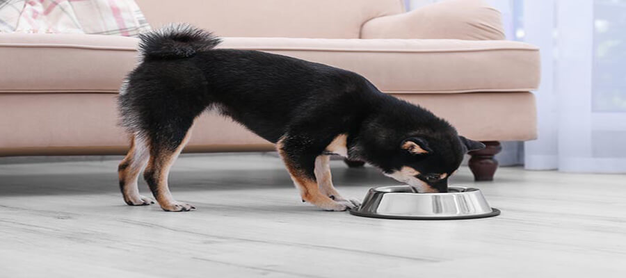 Understanding Your Dog’s Weight: How to Keep Them Fit